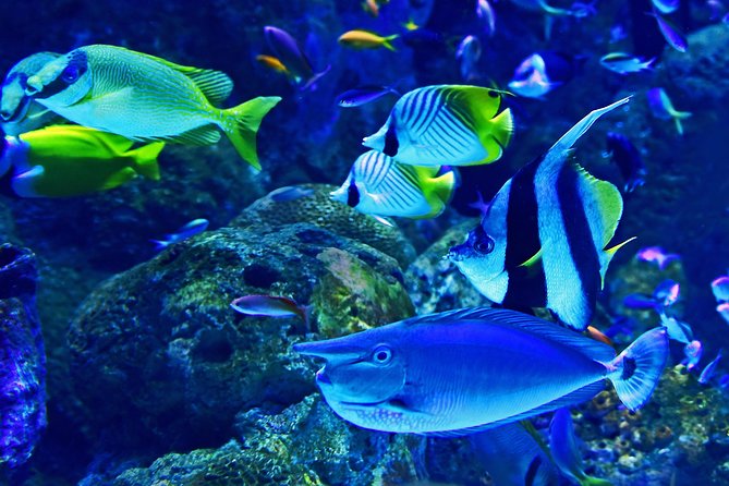 Dubai Aquarium and Underwater Zoo Admission Ticket With Options - Last Words