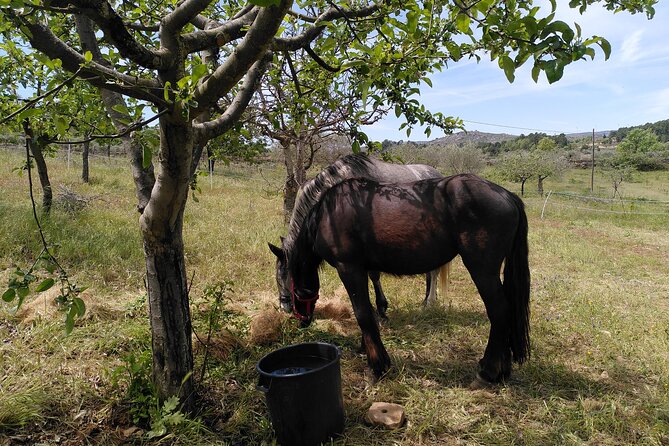 Educational Visit of a Certified Organic Micro Farm in Trancoso - Booking and Confirmation Process