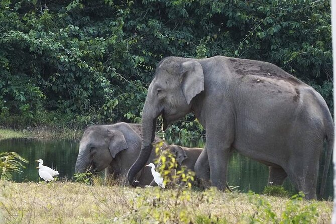 Elephant and Wildlife Watching in Kuiburi National Park - Private Afternoon Tour - Wildlife Encounters and Sightings