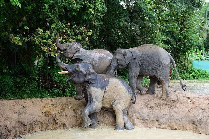 Elephant Nature Care, the Largest Elephant Sanctuary on Koh Samui - Common questions