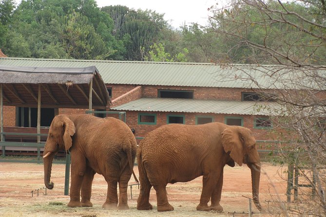 Elephant Sanctuary Tour From Johannesburg or Pretoria - Additional Information