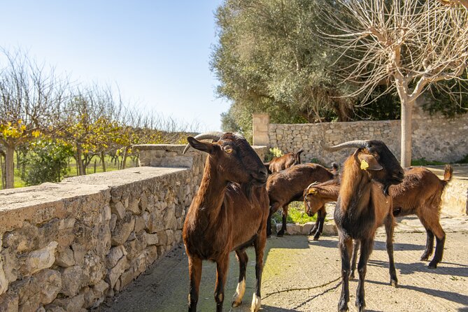 Els Calderers House Museum in Mallorca - Common questions