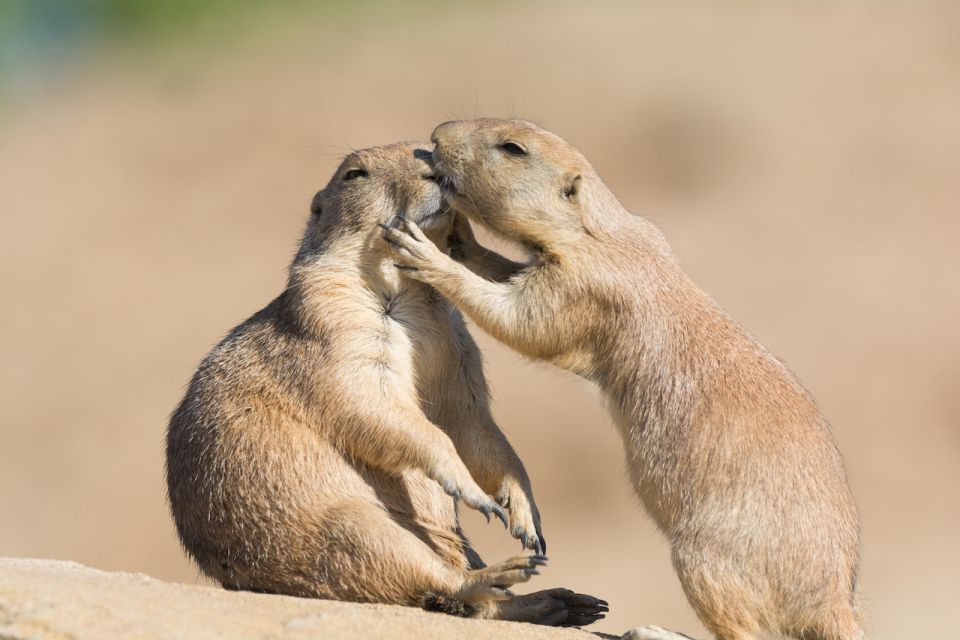 Emmen: Wildlands Adventure Zoo and Rimbula River Cruise - Last Words