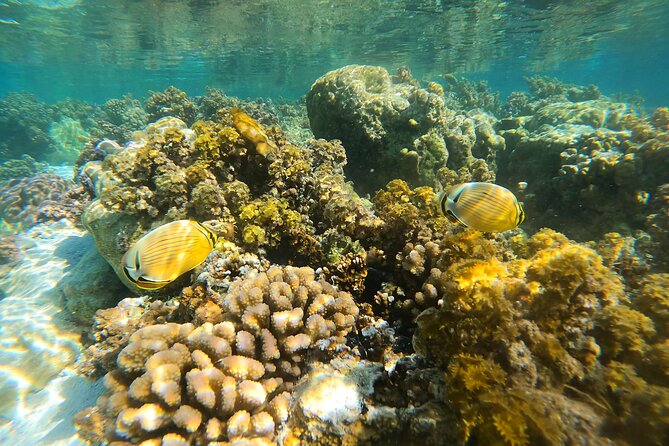 Enjoy Snorkeling With Our Multicolors Fishes in TAHAA FAMOUS CORAL GARDEN - Common questions