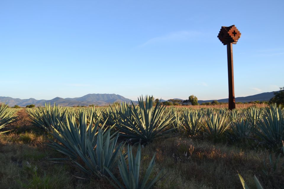 Ensenada: Mezcal, Tequila, Ceviches and Shoping Tasting Tour - Last Words