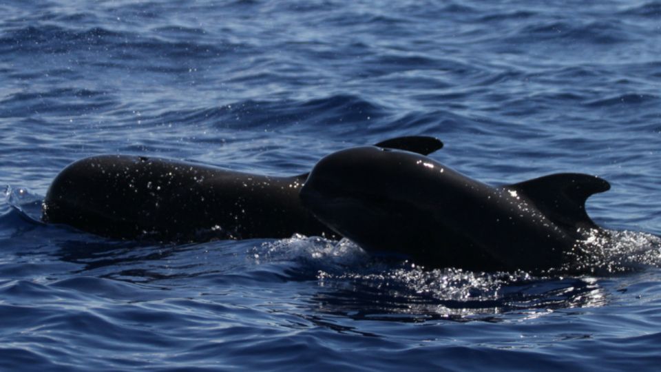 Expedition to the Ocean for Dolphin & Whale Watching - Ensure Reservation Convenience