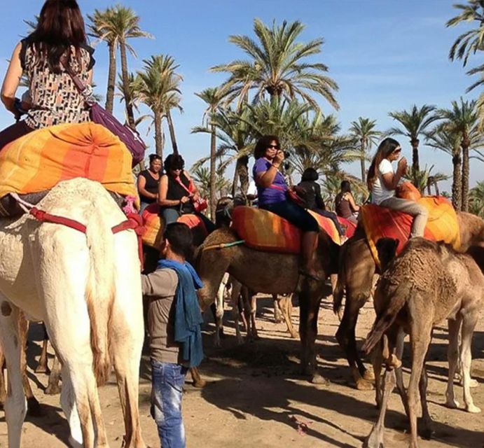 Experience a Camel Tour Through Palm Oasis and Jbilat Desert - Common questions
