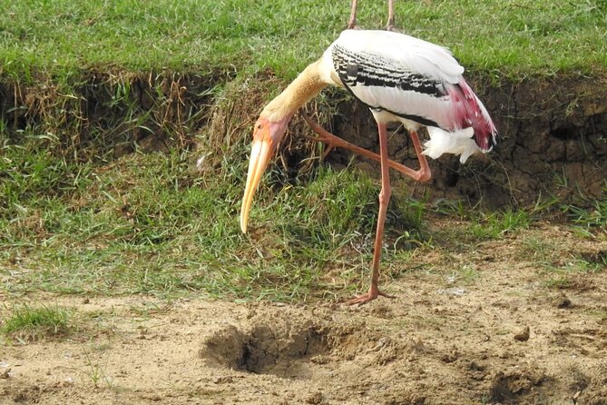 Explore Beauty Of Yala (Ruhuna) National Park From South Coast in One Day. - Directions and Tour Itinerary