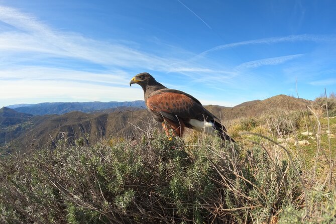 Falconry Experience in Tuscany - Pricing and Copyright Details