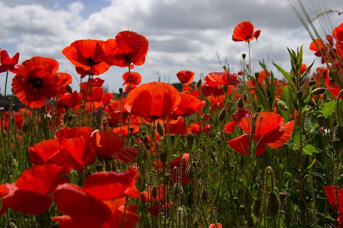 Flanders Fields Remembrance Tour From Brussels With Lunch - Booking Information and Details