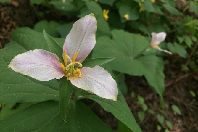 Forest Park Urban Hiking Tour, Portland - Additional Information