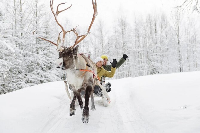 Forest Trail Reindeer Safari - Last Words