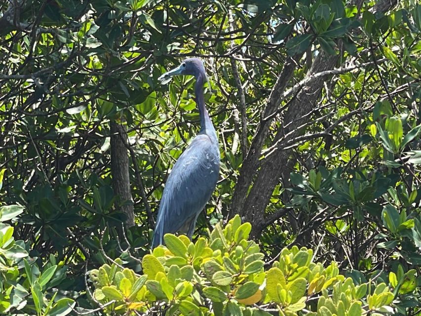 Fort Pierce: 6-hr Mangroves, Coastal Rivers & Wildlife in FL - Common questions