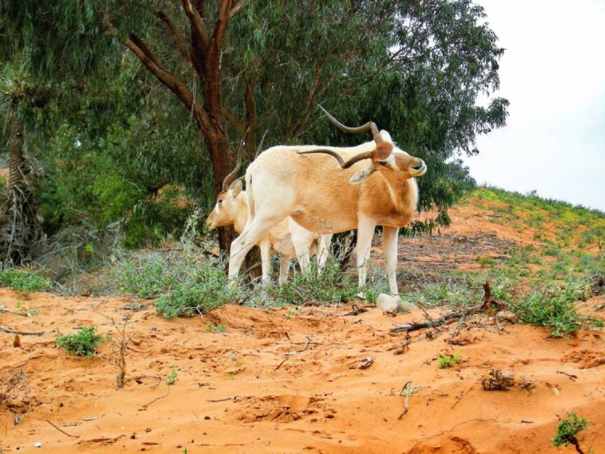 From Agadir: Sous Massa Wildlife Park, Desert Safari & Lunch - Desert Safari Adventure