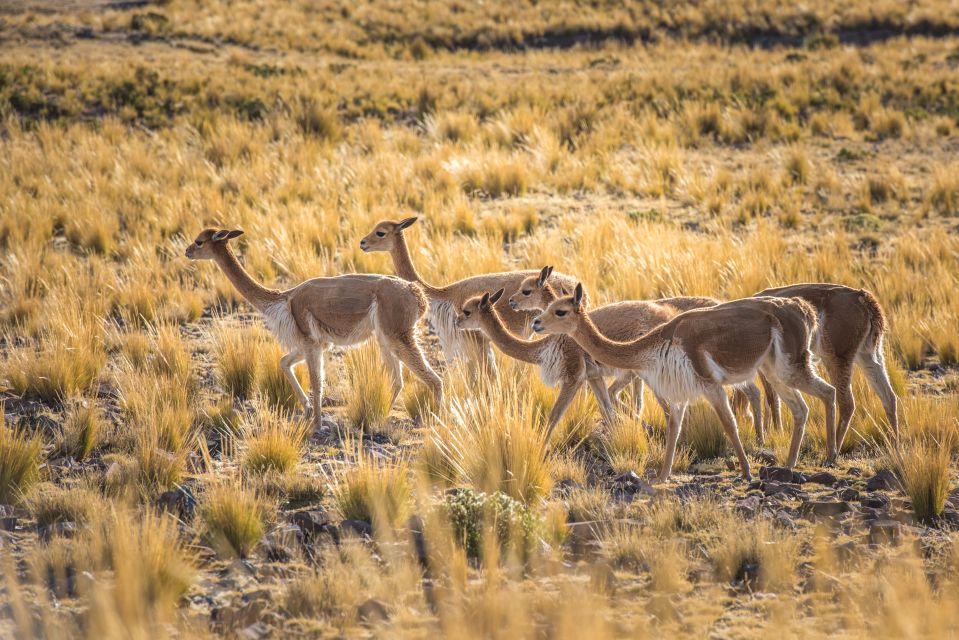 From Arequipa: 3-Day Colca Canyon Trek - Packing List