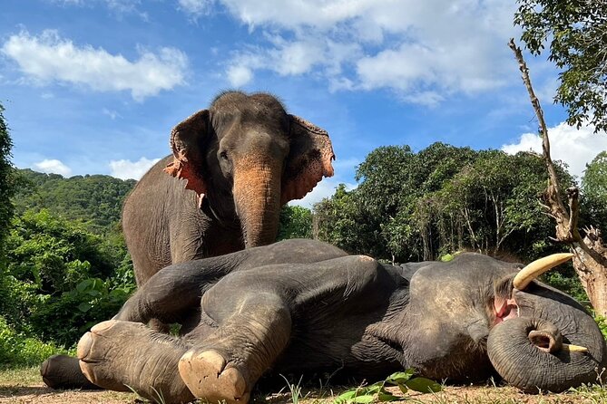 From Bangkok: Elephant Jungle Sanctuary Day Trip - Common questions