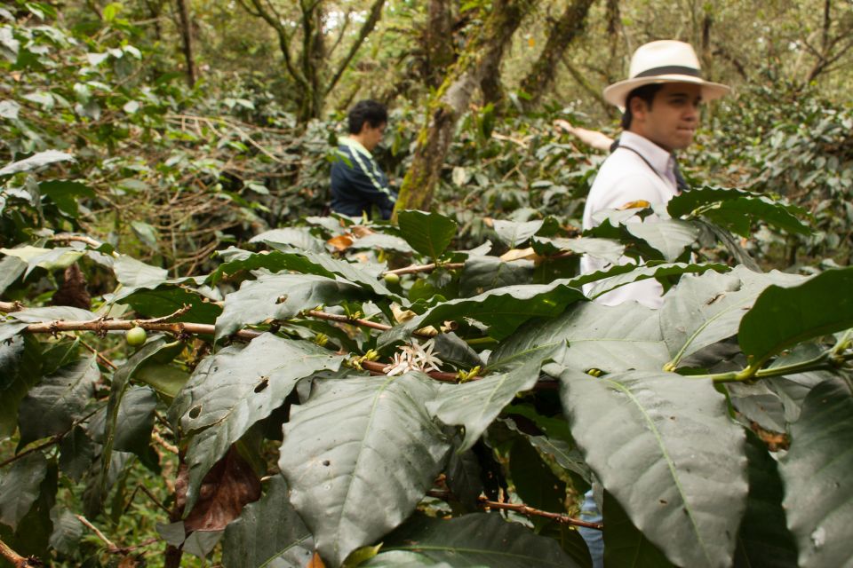 From Bogotá: Coffee Plantation Experience - Directions