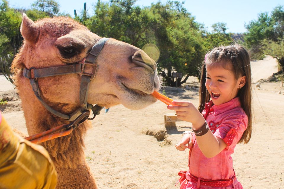 From Cabo: El Tule Canyon Camel Adventure - Key Features