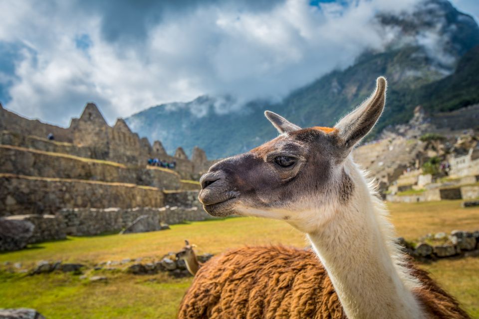 From Cusco: Machu Picchu Full-Day Guided Tour - Last Words