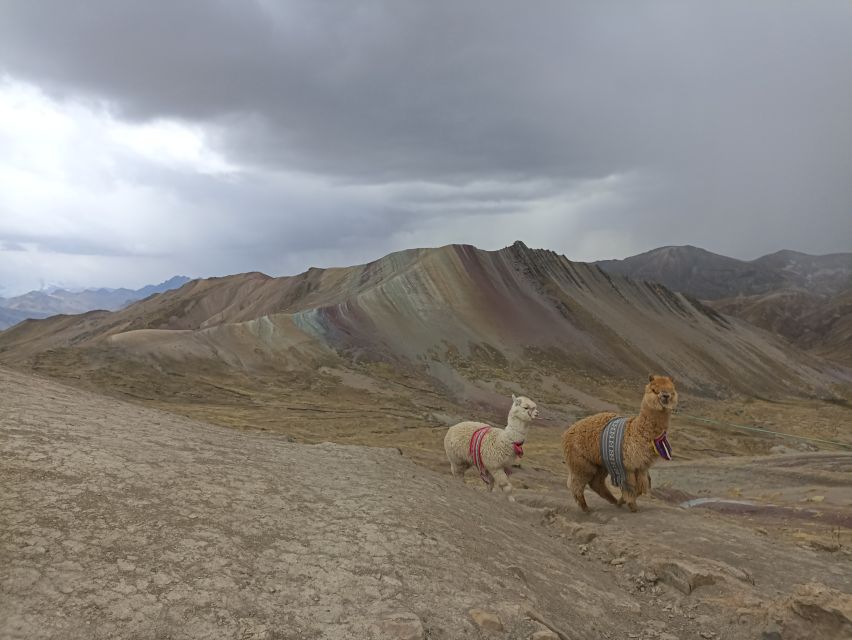 From Cusco: Palccoyo Rainbow Mountain Guided Tour - Last Words