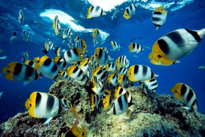 From Hurghada: Orange Bay Snorkeling Trip With Lunch - Common questions