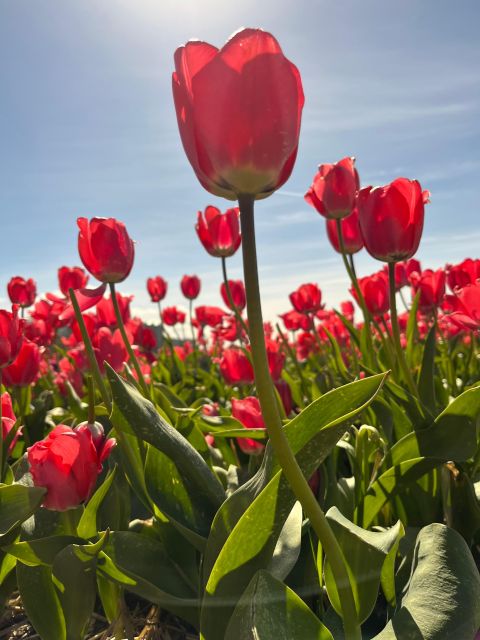 From Lisse: Flower Bike Tour Along Keukenhof Small Group - Last Words