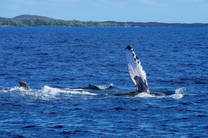 From Maalaea Harbor: Whale Watching Tours Aboard Winona Catamaran - Common questions