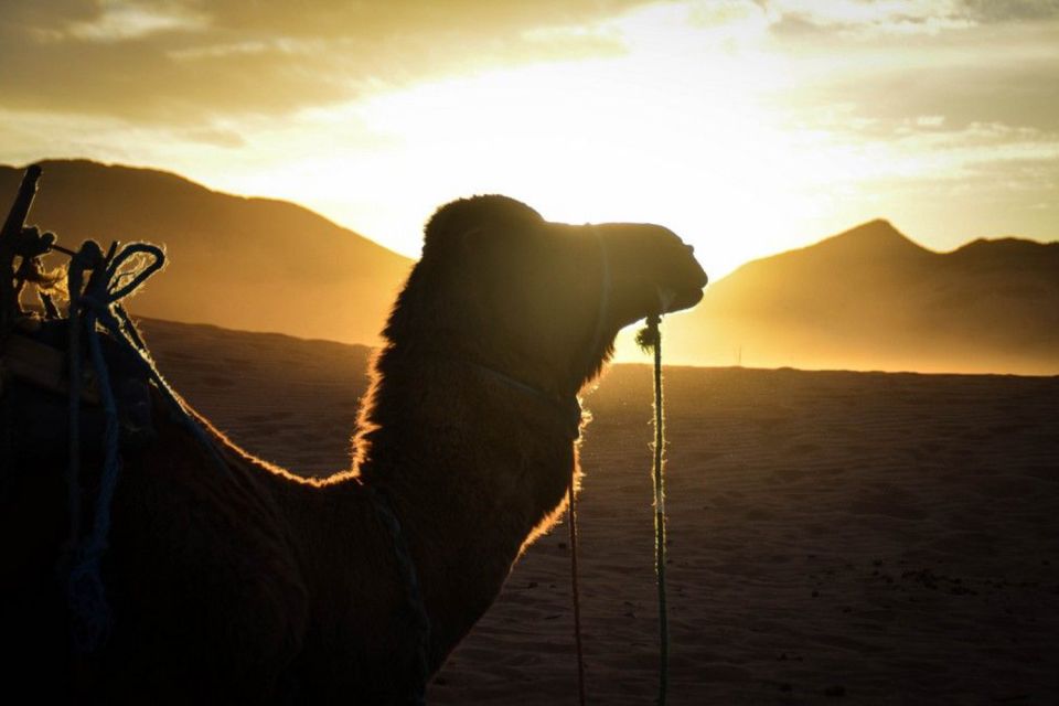 From Marrakech: 2-Day Desert Excursion - Desert Camel Ride