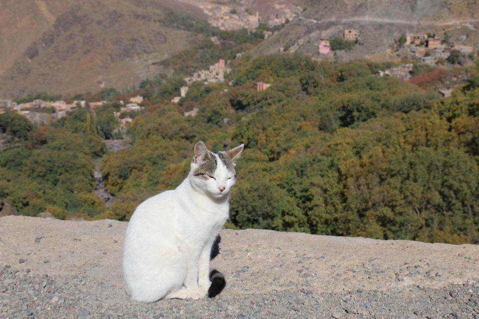 From Marrakech: Imlil and Waterfalls Day Trip With Lunch - Last Words