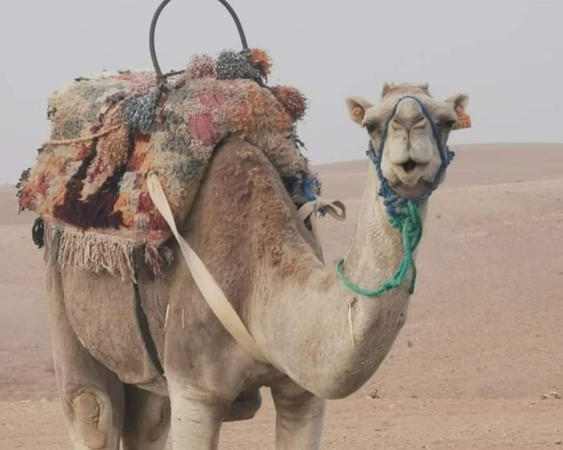 From Marrakech: Sunset Camel Ride in the Agafay Desert - Pickup and Transportation