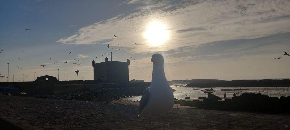 From Marrakesh : Excursion Essaouira Full-Day Trip - Last Words