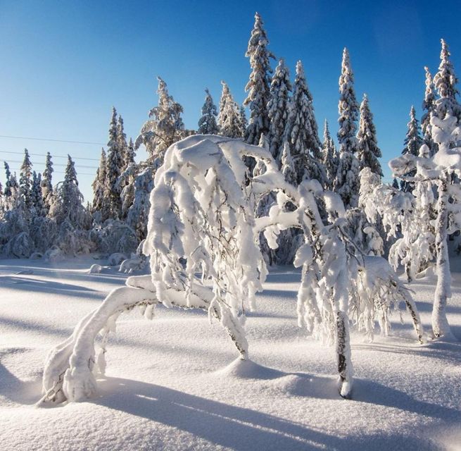 From Oslo: Oslomarka Forest Guided Snowshoeing Tour - Suggestions for Improvement