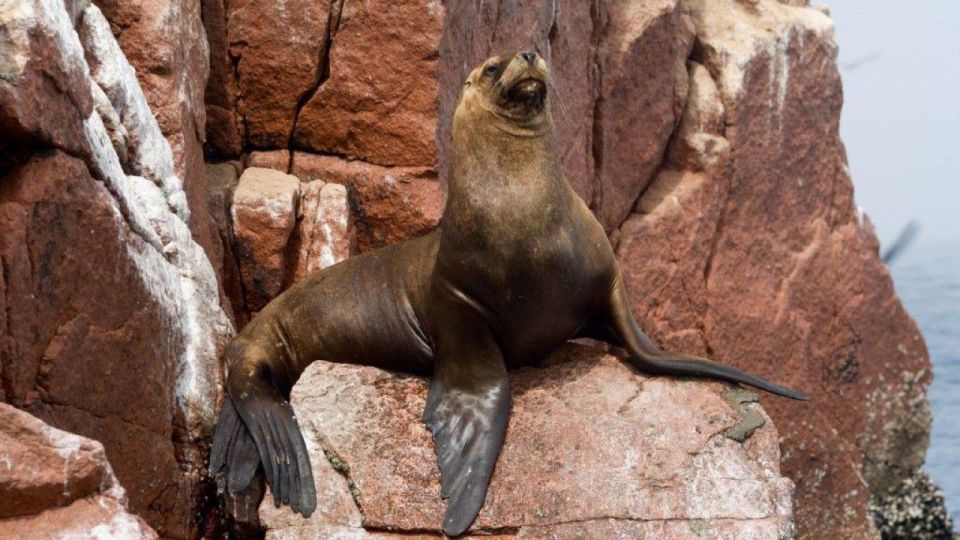 From Paraacas Ballestas Islands Paracas National Reserve - Common questions