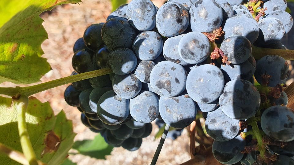 From Porto Douro Valley Tour Wine Tasting River Cruise Lunch - Additional Information and Services