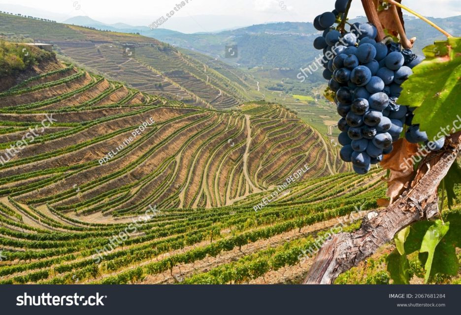 From Porto: Full-Day Douro Tour - Check Availability