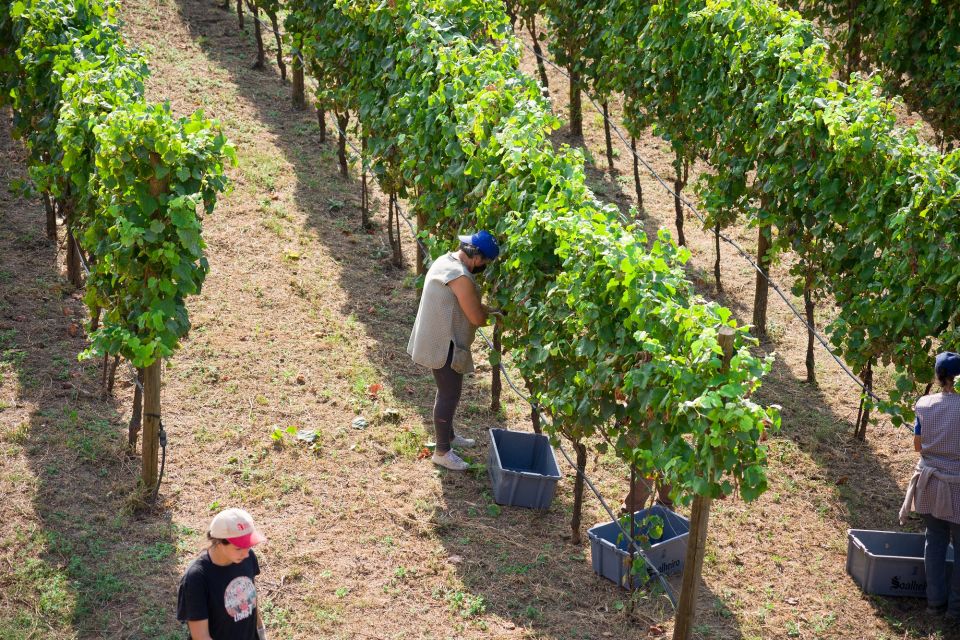 From Porto: Monção Wineries Tour With Wine Tastings - Drive Through Monçãos Vineyards and History