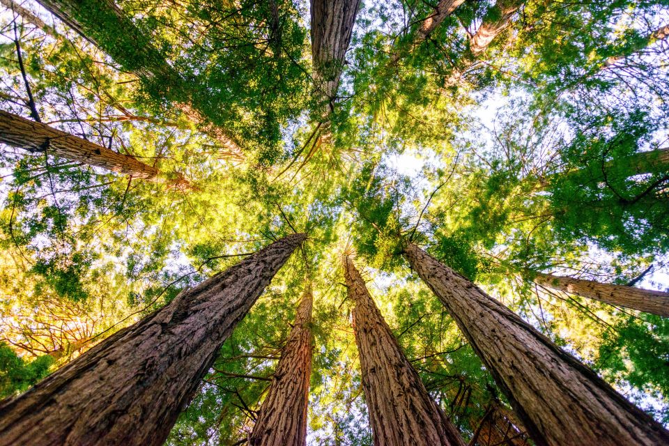 From San Francisco: Muir Woods National Monument Guided Tour - Return to San Francisco