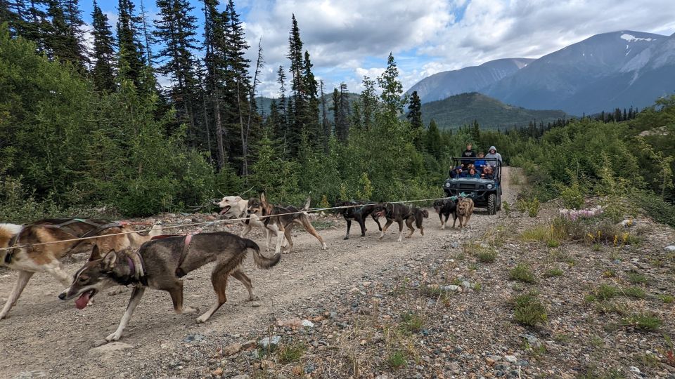 From Skagway: Yukon Sled Dog Mushing & White Pass Combo - Last Words