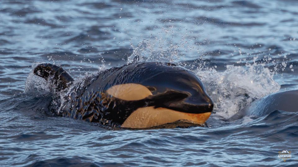 From Skjervøy: Whale Watching in a Heated Cabin Cruiser - Starting Times