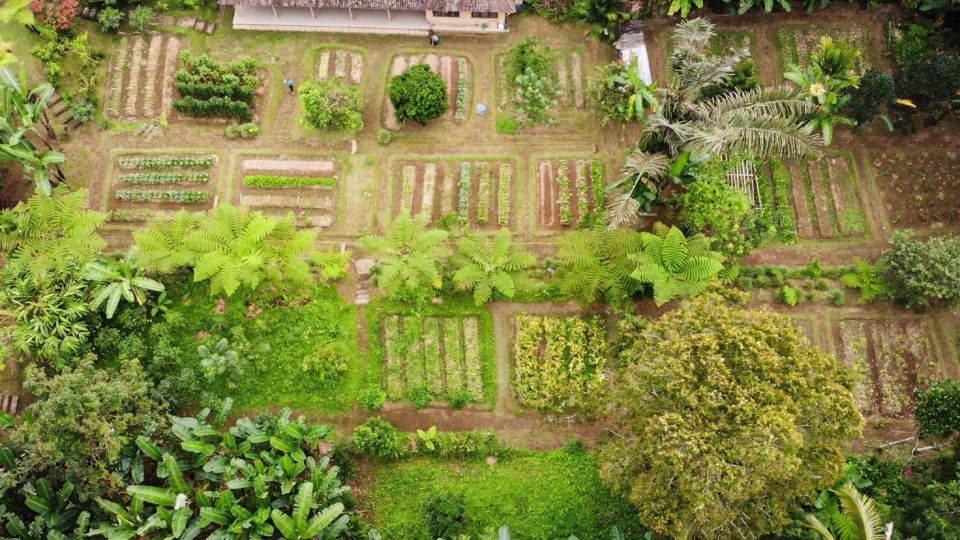 From Ubud: Balinese Cooking Class at Organic Farm - Advanced Class Details