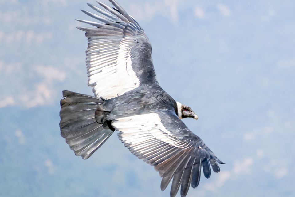 Full-Day Condor Viewpoint & Inca Sites Tour - Last Words