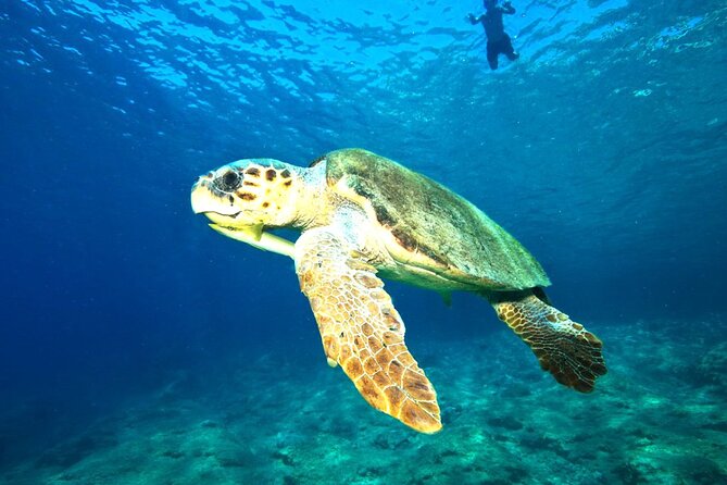 Full Day Dalyan (Turtle Beach) From Bodrum - Common questions