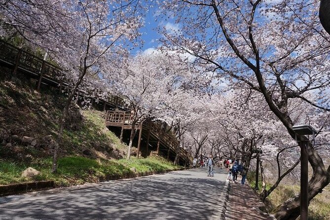 Full-Day Hadong, Gwangyang, Cherry Blossom, Green Tea Fields Private Tour - Customer Support and Inquiries