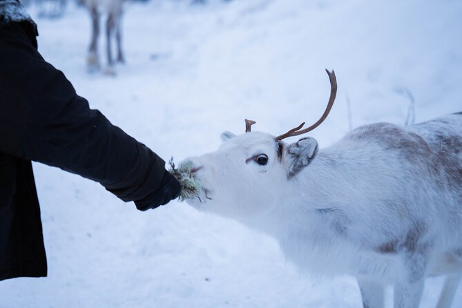 Full-Day Reindeer Tour With Pickup in Kiruna - Last Words