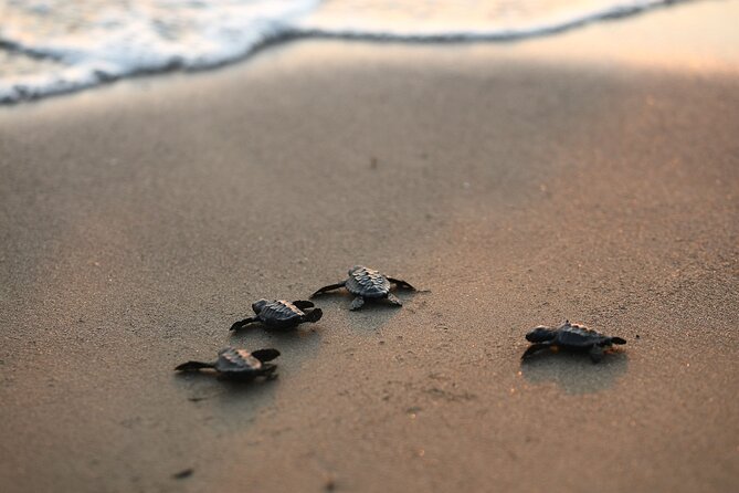 Full Day Turtle Beach Tour With Lake and Mud Baths From Marmaris - Common questions