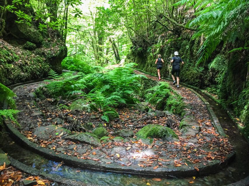 Funchal: Fanal Ancient Forest Running Tour - Common questions