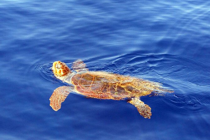 Funchal Speedboat Sealife Tour  - Madeira - Last Words