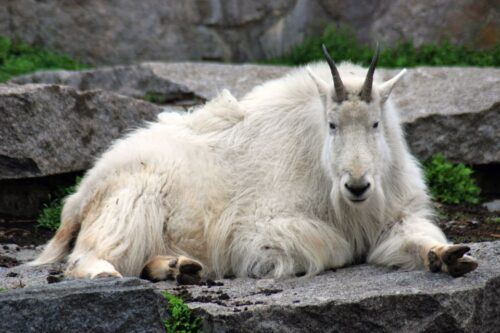 Glacier National Park: Self-Guided Driving Tour - Tour Directions