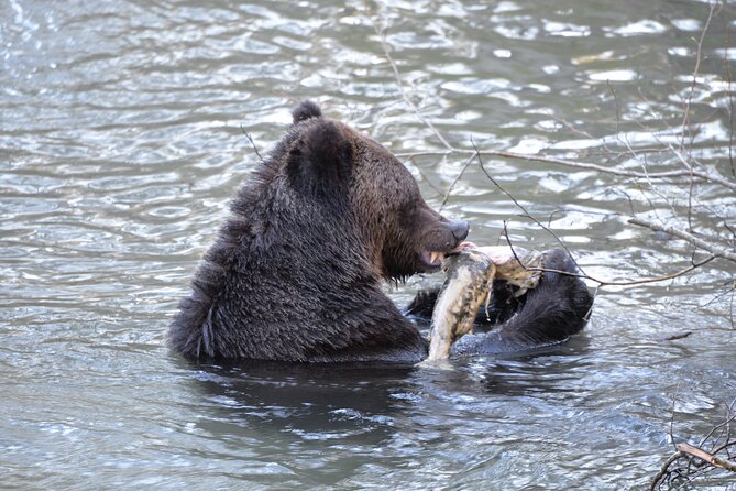 Great Bears of Bute: Grizzly Bear Viewing & Indigenous Cultural Tour - Last Words