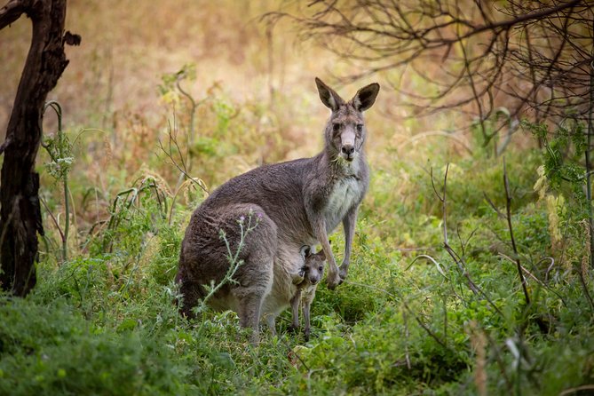 Great Ocean Road and Otway Discovery 2 Day Tour From Melbourne - Last Words